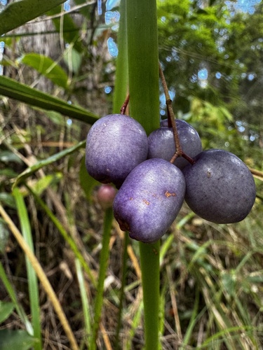 Syzygium oleosum observed 2026-08-23