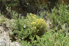 Helianthemum hirtum