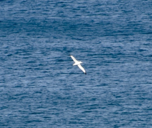 iNaturalist image