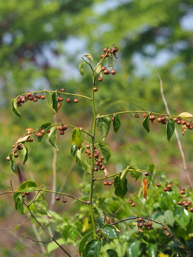 Colubrina asiatica, photograph 3