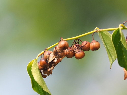 Colubrina asiatica, photograph 1