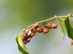 Colubrina asiatica, photograph author not stated, no rights reserved