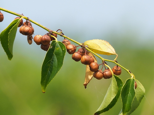 Colubrina asiatica, photograph 2
