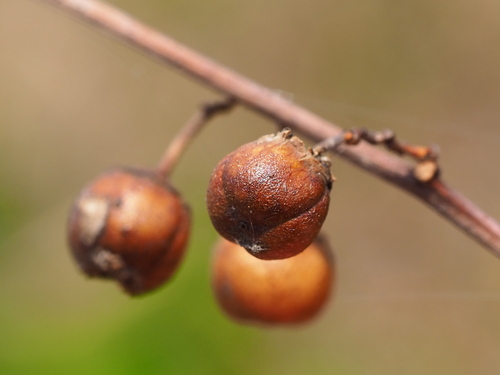 Colubrina asiatica, photograph 5