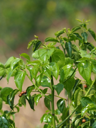 Colubrina asiatica, photograph 4