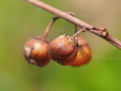 Colubrina asiatica, photograph author not stated, no rights reserved