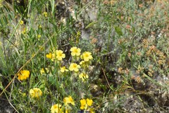Helianthemum hirtum