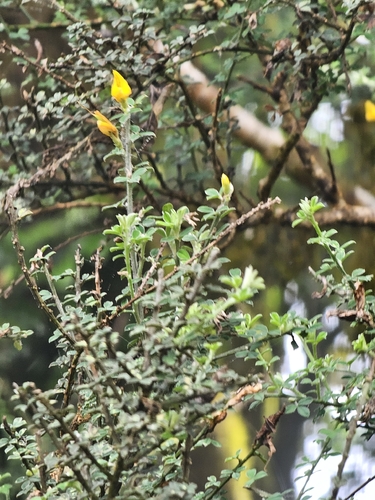 Genista canariensis