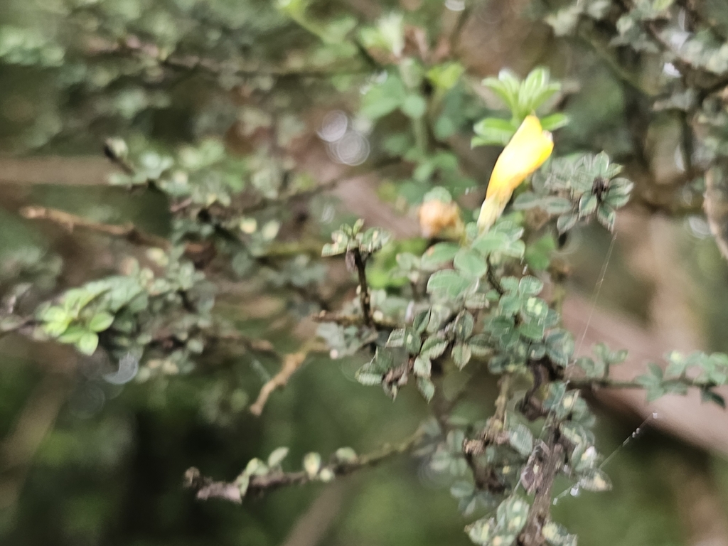 Genista canariensis; photograph (c) Elizabete Marchante, some rights reserved (CC BY)