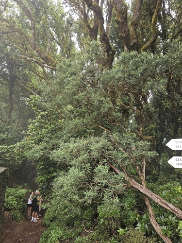 Genista canariensis, photograph 2