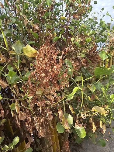 Rumex lunaria, photograph 2