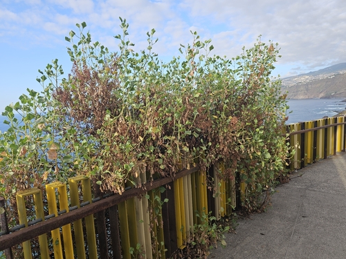 Rumex lunaria, photograph 3