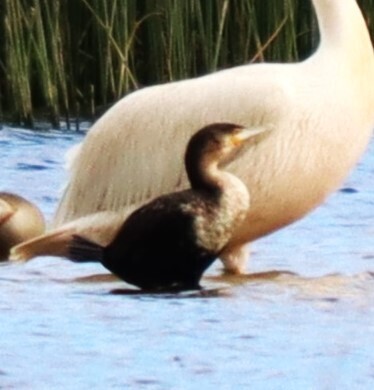 iNaturalist image