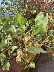 (c) Elizabete Marchante, some rights reserved (CC BY) Rumex lunaria, photograph (c) Elizabete Marchante, some rights reserved (CC BY)