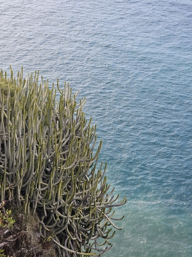 Euphorbia canariensis