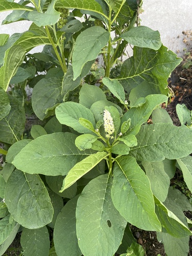 Indian Pokeweed