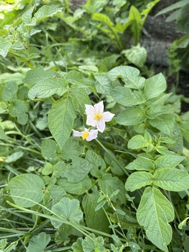 potato