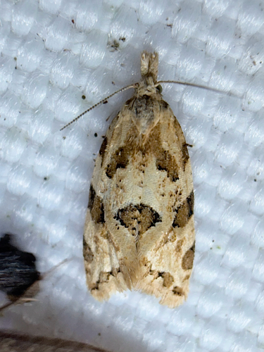 Angular Aethes Moth (Aethes angulatana)