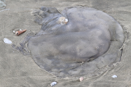 Rhopilema hispidum