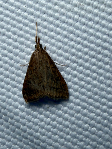 Celery Leaftier Moth (Udea rubigalis)
