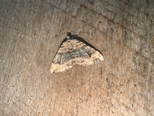 Subidaria Moth