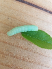 Orthosia hibisci