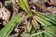 Careyanae