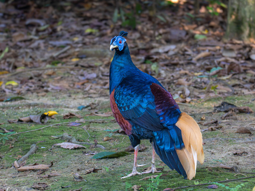 Bornean Crested Fireback