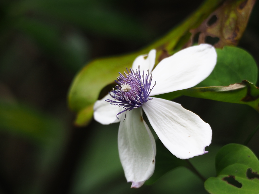 Clematis akoensis
