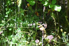 Helictochloa bromoides