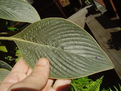 Strobilanthes gossypina