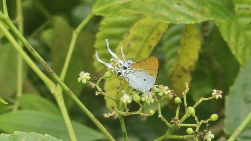Zeltus amasa