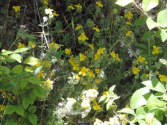 Helianthemum hirtum