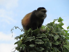 Cercopithecus mitis kandti