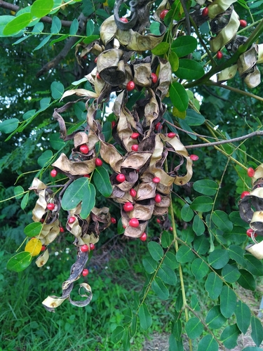 Saga Tree