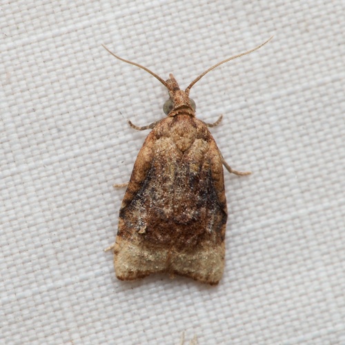 Black-shaded Platynota Moth photo 5