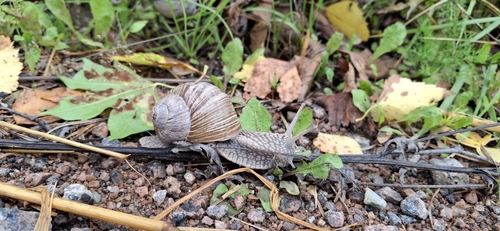 Roman Snail