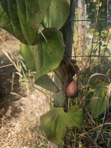 Birthwort