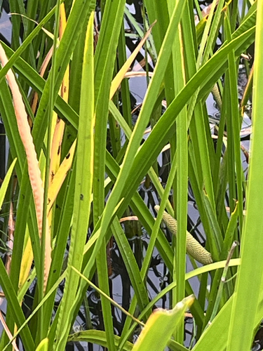 Acorus calamus, photograph 6