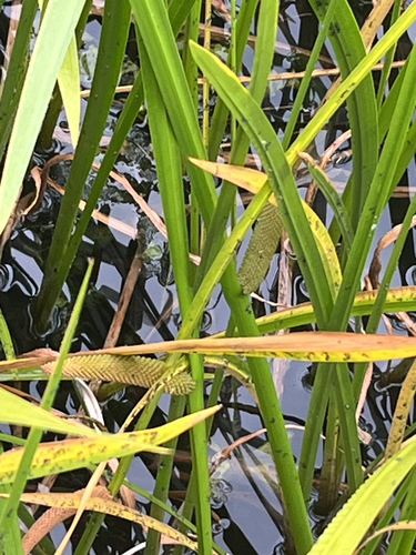 Acorus calamus, photograph 5