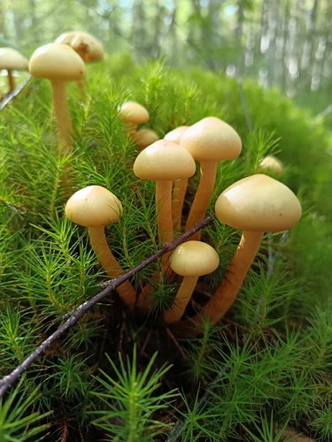 alder scalycap
