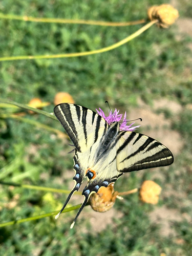 Scarce Swallowtail