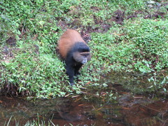 Cercopithecus mitis kandti
