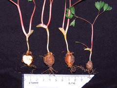 Corydalis intermedia