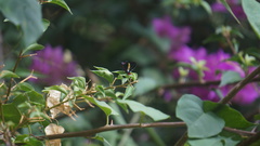 Mysoria barcastus