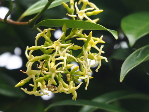 Anodendron affine (Anodendron affine)