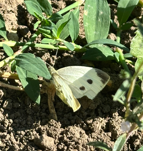 Small White