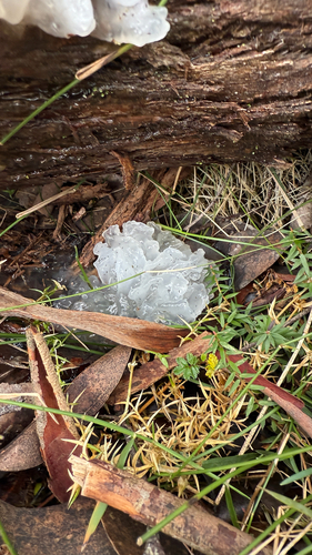 snow fungus