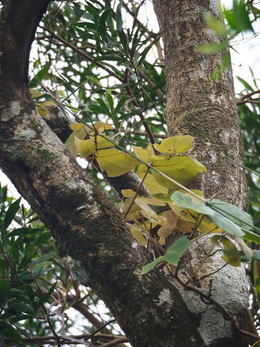 Mucuna macrocarpa, photograph 6