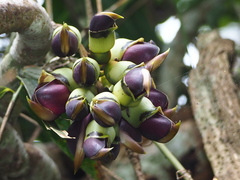 author not stated, no rights reserved Mucuna macrocarpa, photograph author not stated, no rights reserved